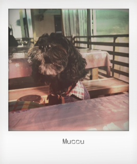 Muccu